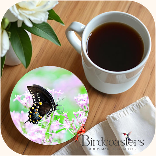 Spicebush Swallowtail - Gentle Arrival