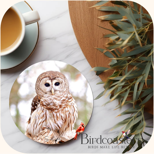 Barred Owl - Forest Stillnes