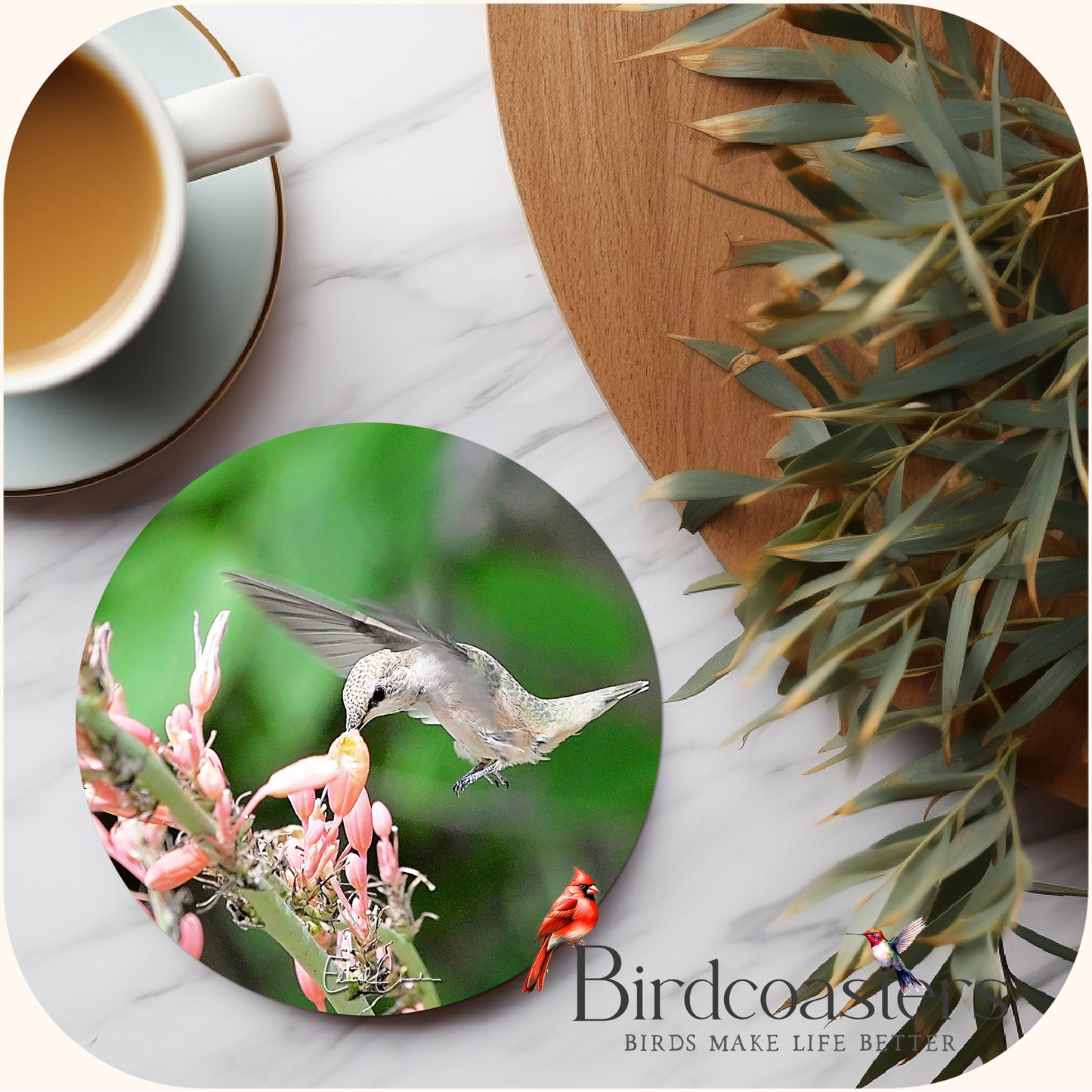 Rufous Hummingbird - Blossom Nourishment