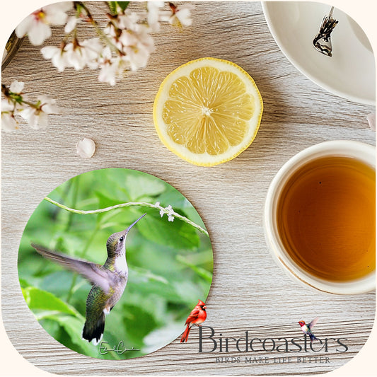 Ruby-Throat Hummingbird - Gentle Offering