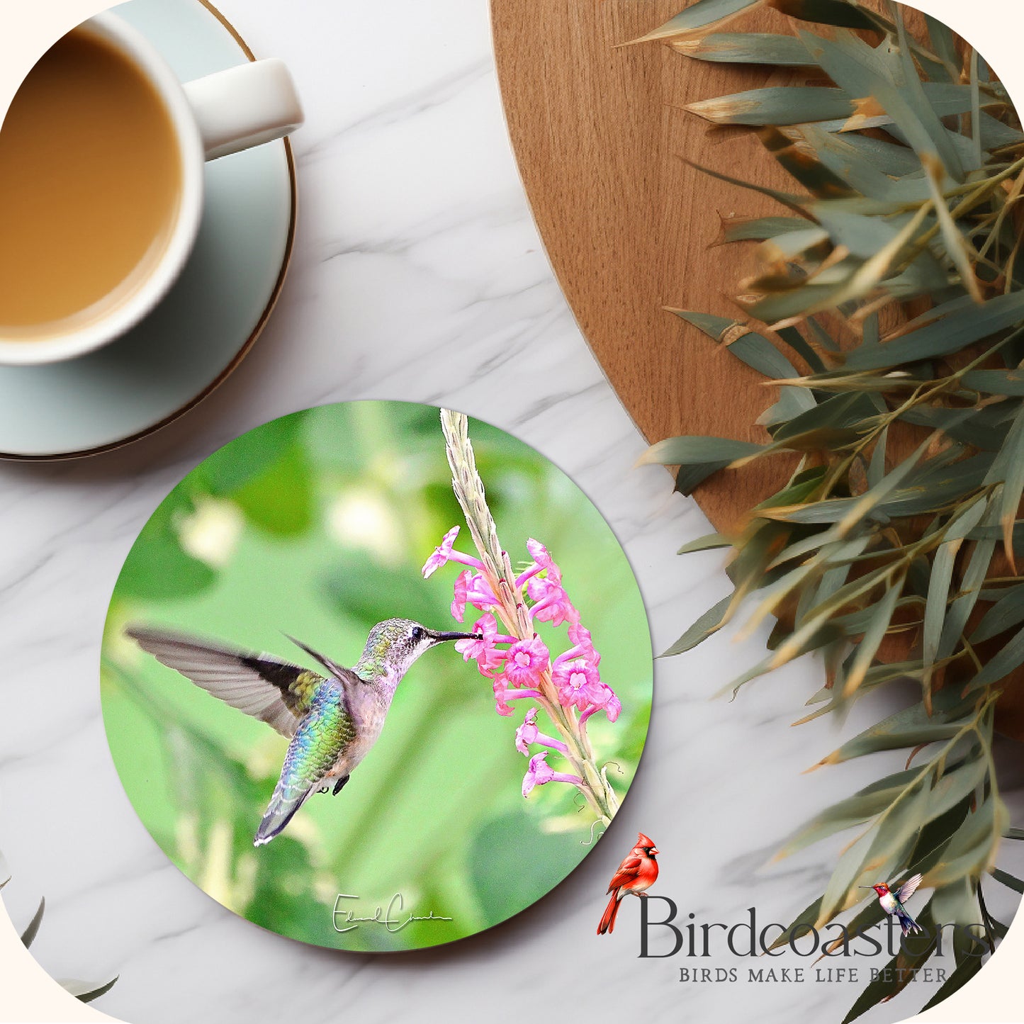 Ruby-Throat Hummingbird - Blossom Kiss