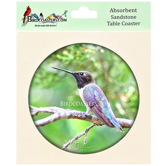 Black-Chinned Hummingbird