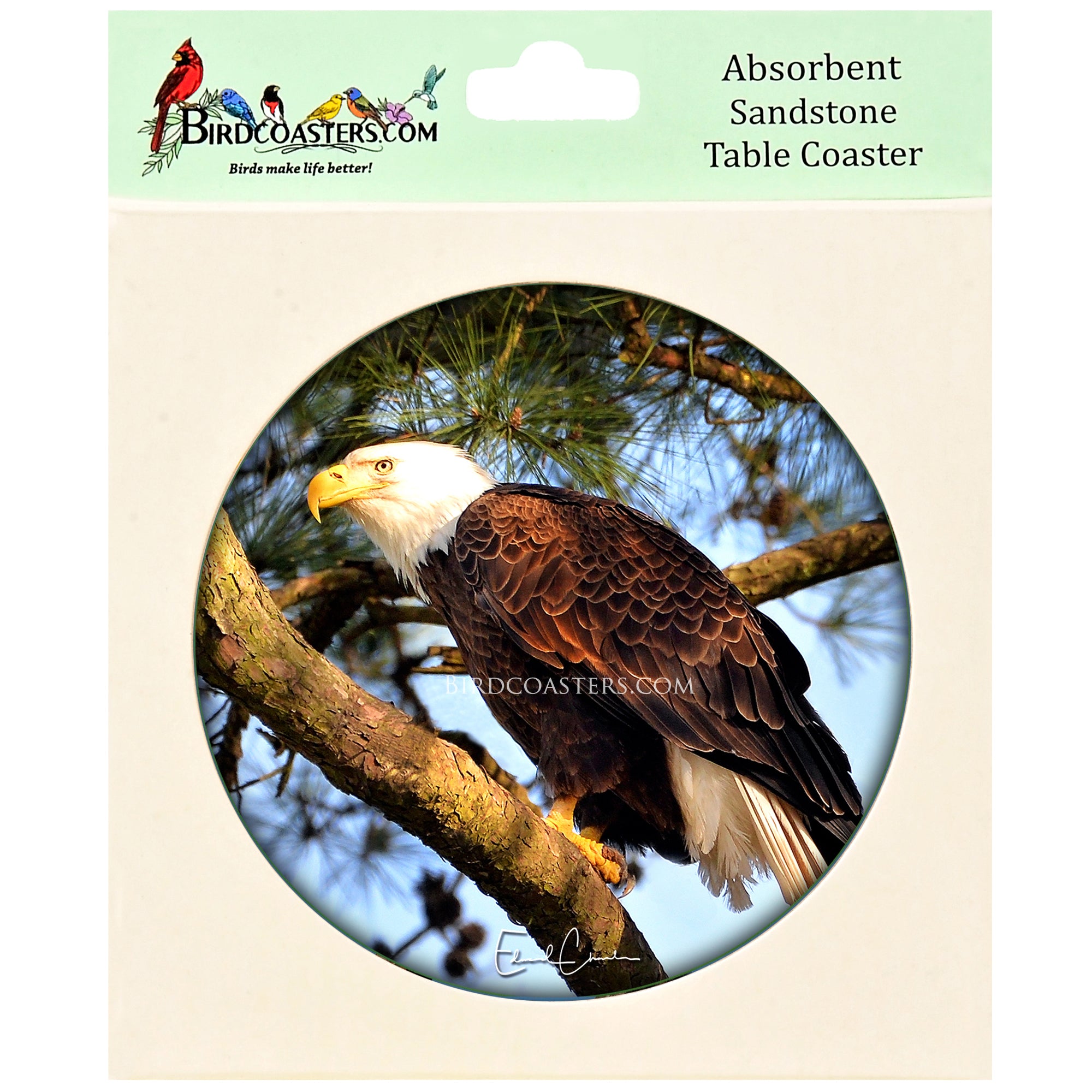 American Bald Eagle