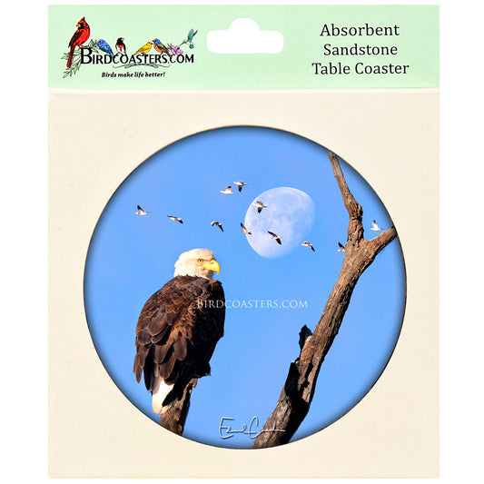 American Bald Eagle