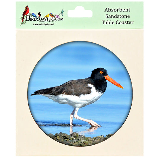 American Oyster Catcher