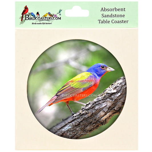 Painted Bunting