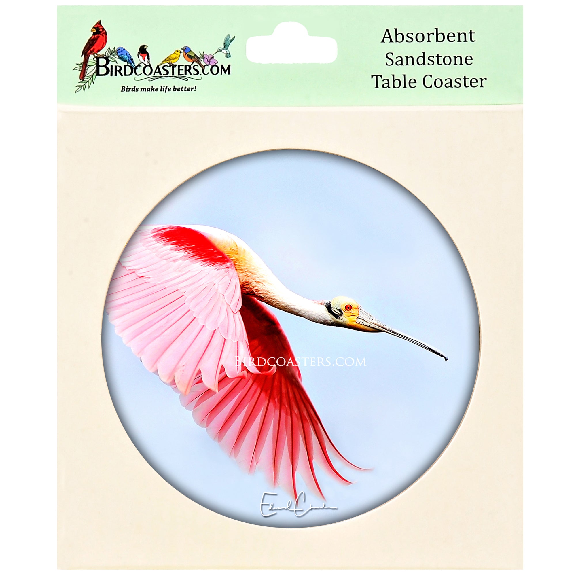 Roseate Spoonbill in flight