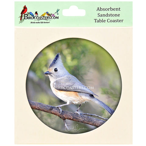 Black-Crested Titmouse