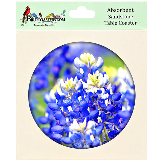 Texas Bluebonnets